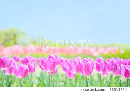 Blue sky and blooming purple tulips Blue sky and blooming purple tulips 88913534
