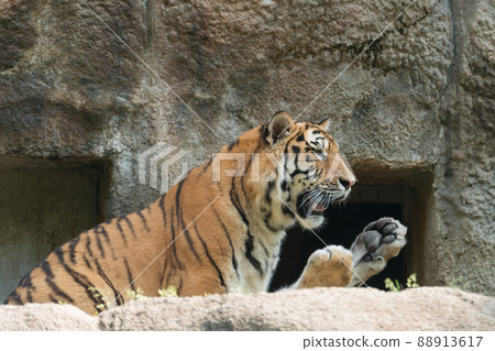 東北虎爪 東北虎爪 88913617