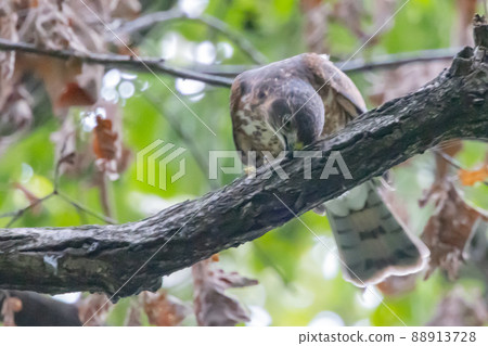 一種小型猛禽，日本麻雀，近年來已用於獵鷹。 88913728