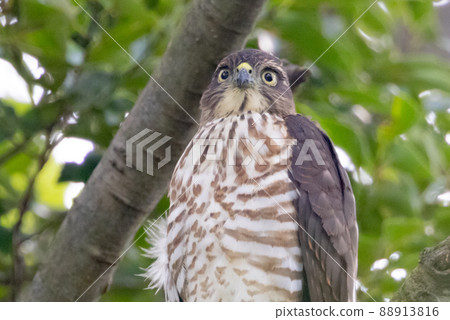 A small bird of prey, the Japanese sparrowhawk, which has been used for falconry in recent years. A small bird of prey, the Japanese sparrowhawk, which has been used for falconry in recent years. 88913816