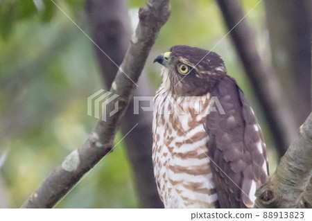 A small bird of prey, the Japanese sparrowhawk, which has been used for falconry in recent years. A small bird of prey, the Japanese sparrowhawk, which has been used for falconry in recent years. 88913823