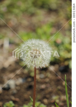 蒲公英的絨毛 88913864