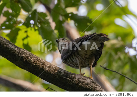 A small bird of prey, the Japanese sparrowhawk, which has been used for falconry in recent years. A small bird of prey, the Japanese sparrowhawk, which has been used for falconry in recent years. 88913902