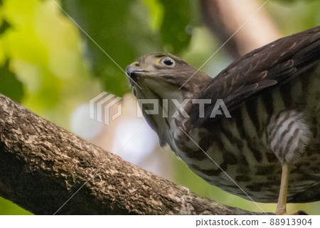 A small bird of prey, the Japanese sparrowhawk, which has been used for falconry in recent years. 88913904