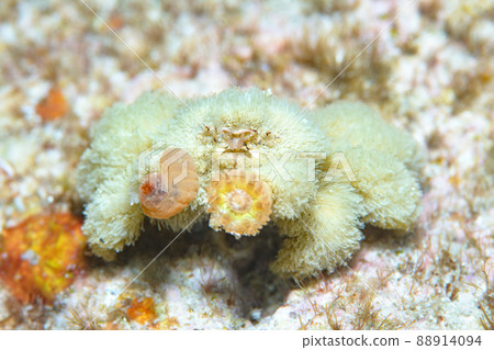 Quenching crab Quenching crab 88914094