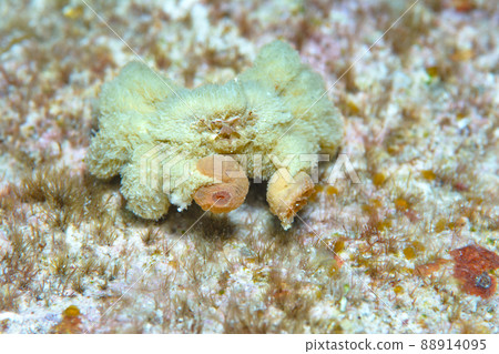 熄滅螃蟹 熄滅螃蟹 88914095