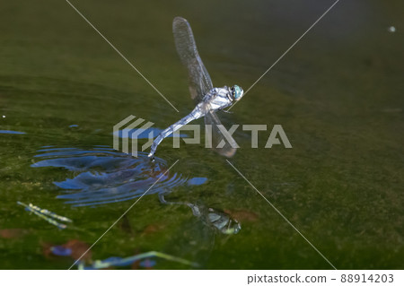 Two-tone familiar dragonfly Shiokara dragonfly Two-tone familiar dragonfly Shiokara dragonfly 88914203