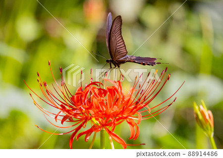 Spangle,一隻在森林中翩翩起舞的黑色燕尾蝶 Spangle,一隻在森林中翩翩起舞的黑色燕尾蝶 88914486