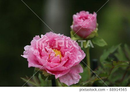 Arao City Miyazaki Brothers House Peony, Arao City Miyazaki Brothers House Peony, 88914565