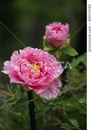 Arao City Miyazaki Brothers House Peony, Arao City Miyazaki Brothers House Peony, 88914566