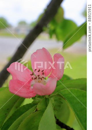 Karin's flower Karin's flower 88915911