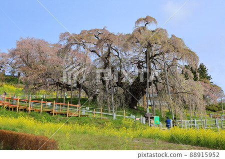I went to see the Taki cherry blossoms in Miharu, but I was disappointed with the leaf cherry blossoms. 88915952