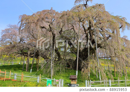 I went to see the Taki cherry blossoms in Miharu, but I was disappointed with the leaf cherry blossoms. 88915953