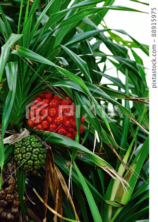 Amami Oshima orange Adan fruit background material 88915975