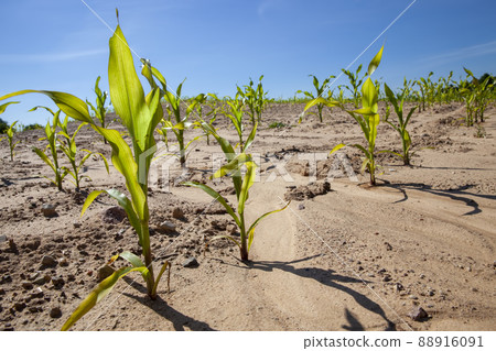 green corn field during cultivation green corn field during cultivation 88916091