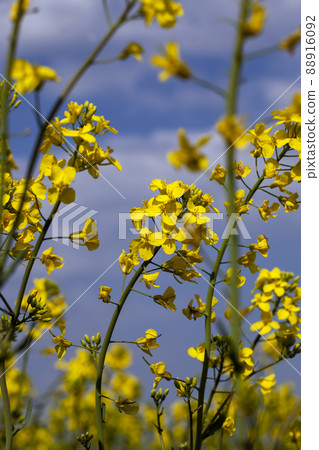 yellow flowering rapeseed in the spring season yellow flowering rapeseed in the spring season 88916092