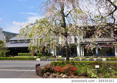 Suzuhiro Kamaboko Main Store and weeping cherry blossoms in full bloom along National Highway No. 1 in Odawara City 88916161