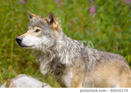 Wild male wolf walking in the grass in lush green colored meadow Wild male wolf walking in the grass in lush green colored meadow 88916174