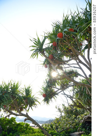 奄美大島橘子阿丹果背景素材 88916207