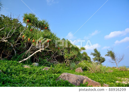 奄美大島橘子阿丹果背景素材 88916209