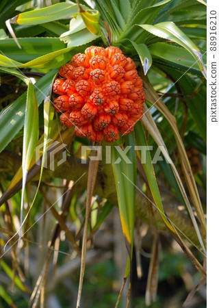 奄美大島橘子阿丹果背景素材 88916210