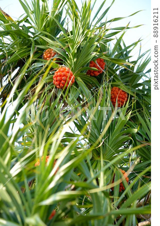 奄美大島橘子阿丹果背景素材 88916211