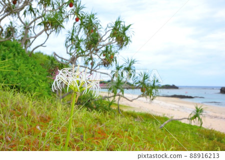奄美大島橘子阿丹果背景素材 88916213