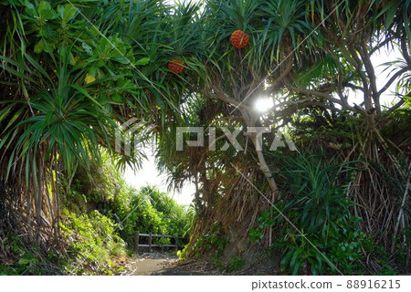 Amami Oshima orange Adan fruit background material 88916215