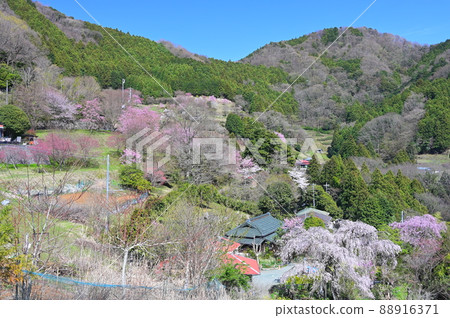Spring Yadoriki scenery "Matsuda Town" 88916371