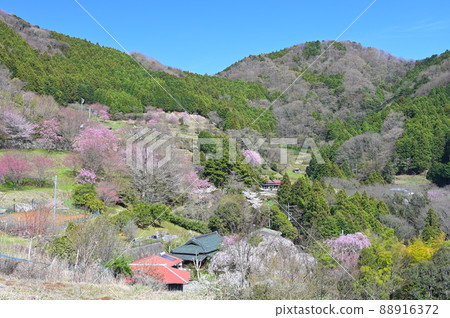 Spring Yadoriki scenery "Matsuda Town" 88916372