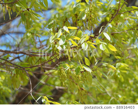 橡樹男性花 橡樹男性花 88916403