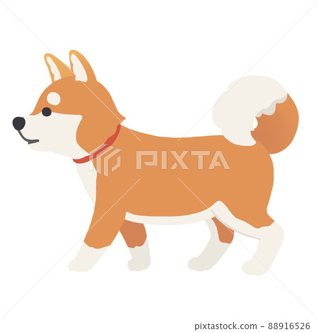 Shiba Inu Shiba Inu 88916526