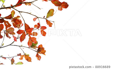 Red leaves of sea-almond tree on white sky background Red leaves of sea-almond tree on white sky background 88916689