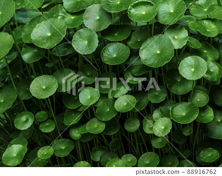 Leaves of Water Pennywort in the garden Leaves of Water Pennywort in the garden 88916762