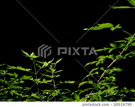 Leaves of Chinese Chastetree Vitex negundo in light in the garden Leaves of Chinese Chastetree Vitex negundo in light in the garden 88916790
