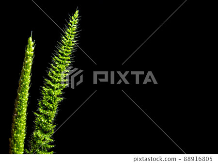 Close up the freshness jungle rice weed on black backgroud Close up the freshness jungle rice weed on black backgroud 88916805