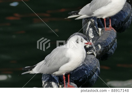 海鷗橫濱港橫濱港、東京灣、神奈川縣、國際戰略港口、京濱港（樞紐港） 88917148