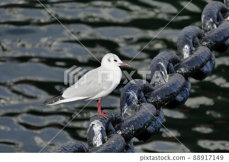 海鷗橫濱港橫濱港、東京灣、神奈川縣、國際戰略港口、京濱港（樞紐港） 88917149