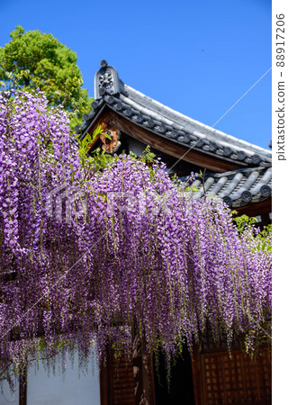  Wisteria flowers 88917206