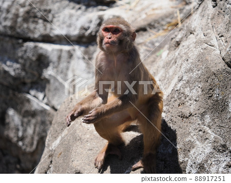  Rhesus monkey 88917251