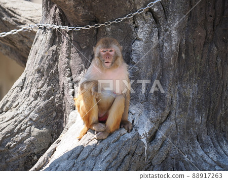  恒河猴 88917263