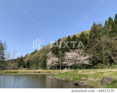 Sakura and pond Sakura and pond 88917270