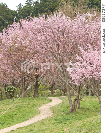 Cherry blossom promenade (small diameter of fairy tale) Cherry blossom promenade (small diameter of fairy tale) 88917377