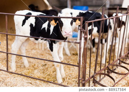 weekly calves in stall at dairy farm weekly calves in stall at dairy farm 88917384