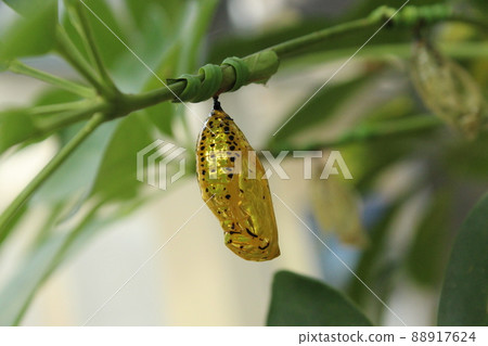 Large tree nymph golden pupa Large tree nymph golden pupa 88917624