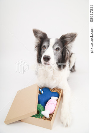 帶玩具和黑白邊境牧羊犬的禮盒 88917832