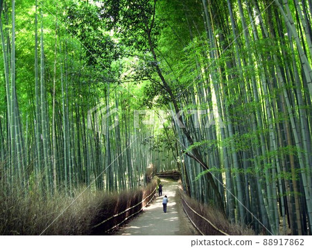 Sagano Bamboo Forest Kyoto Arashiyama Sagano Bamboo Forest Kyoto Arashiyama 88917862