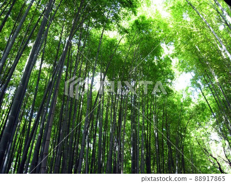 嵯峨野竹林京都嵐山 88917865