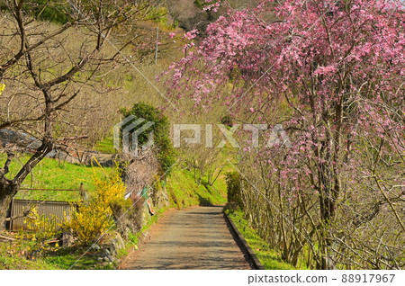 Yadoriki country road "Matsuda Town" Yadoriki country road "Matsuda Town" 88917967
