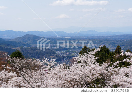 Cherry blossoms and the city of Yaotsu seen from Meiso no Mori 88917986